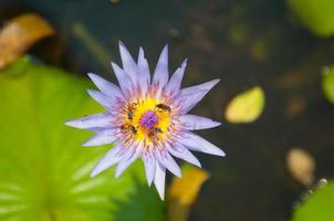 Pink waterlily flower and bee photo