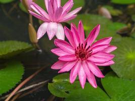 closeup pink lotus flowers in pond selective focus photo