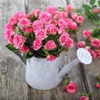 Bouquet of roses in a watering can photo