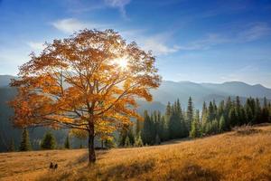 árbol dorado en el valle de las montañas, paisaje de la temporada de otoño