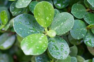 hoja verde con gotas de agua