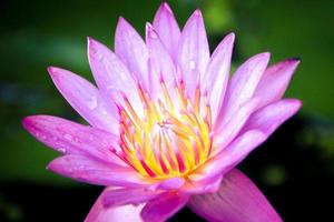 the water lily at the home