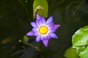 Purple water lilly in the pool photo
