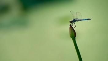 Dragonfly on the Lotus Flower photo