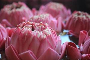 Close up of pink floating lotus