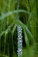 Strand Of Green Grass Carrying Water Droplets