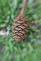 close up of sequoia pine cone