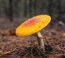 poisonous mushroom photo