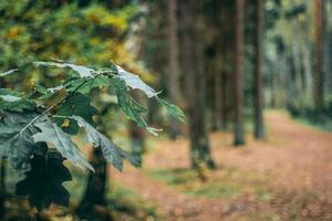 hojas de roble en un bosque foto