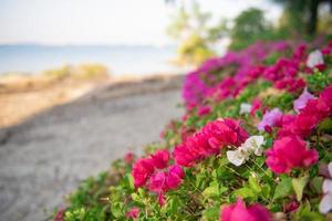 White and pink flowers photo