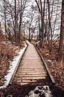 Wooden isle between tall trees photo