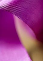 purple ribbon bow curl close up photo
