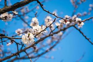 Flowering branch of apricot photo