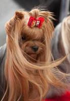 hermoso retrato de yorkshire terrier