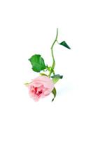 gift box and bouquet of roses on white background photo