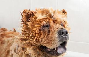 baño para un perro chow chow
