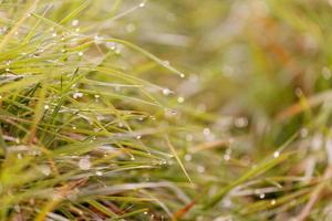 The water drops on the grass, morning photo