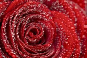 deep red rose frower background with water drops photo