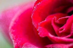 close-up of red rose with water drops photo