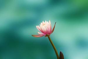white lotus photo
