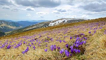 Beautiful spring landscape in Carpathians with blooming crocuses photo