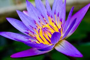 Violet Lotus Flower Closeup photo