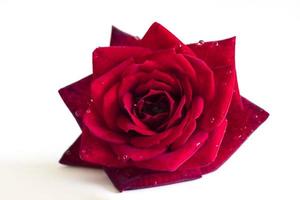 flor rosa roja con gotas de agua de rocío