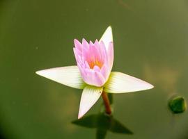 lotus flower in the city pond