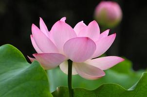Blossom pink lotus flower photo