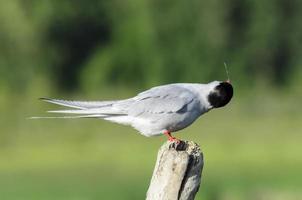 Arctic Tern shaking water off of its head photo