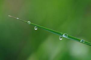 Gota de agua sobre la brizna de hierba por la mañana foto