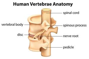 gráficos de anatomía de vértebras humanas vector