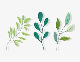 Set of green branches with leaves vector