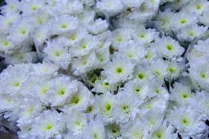 White chrysanthemum flowers photo