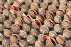 Sea clams shell. photo