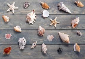 Summer background with sea shells. photo