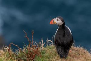 Puffin portrait on the blue sea background photo