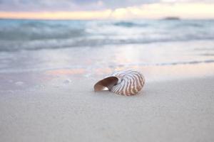 nautilus shell on sea beach , sunrise.