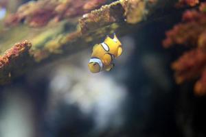 clownfish in Sea coral reef area. photo