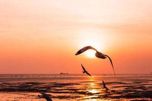 seagull birds flying in sunset over the sea photo