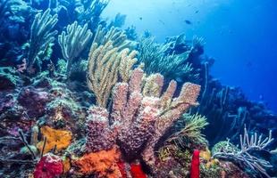Underwater coral reef photo