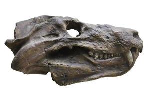 cráneo de dinosaurio