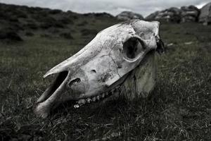 Horse skull photo