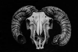 Rams Skull