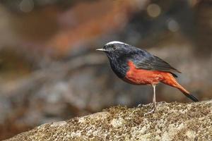 White-capped water-redstart or river chat, the black and red bir photo