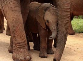 Baby elephant protected by her mother photo