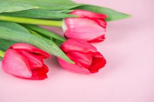 tulips on a pink background photo