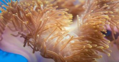 Orange Sea Coral photo