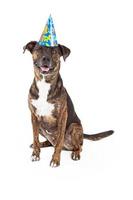 Happy Dog Wearing Birthday Hat