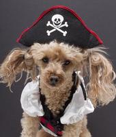 pequeño perro pirata
